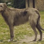 diseases and health probems of irish wolfhounds