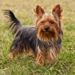 health problems yorkshire terriers