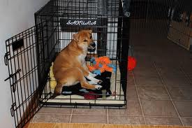 my dog hates her crate